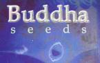 BUDDHA SEED